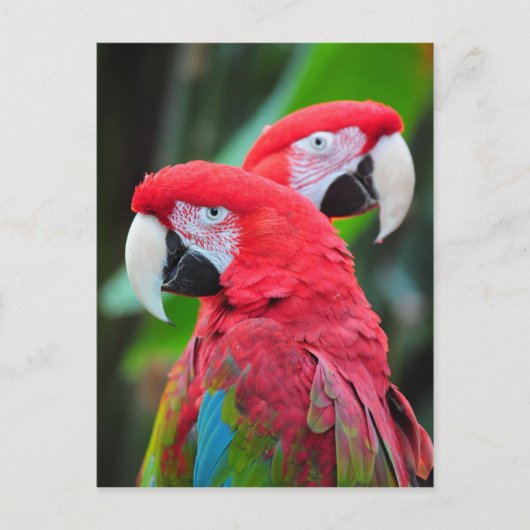 Zwei farbenfrohe Ara Papageien Postkarte (Vorderseite)