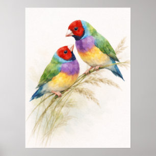 Zwei farbenfrohe Gouldamadinen-Vögel Poster