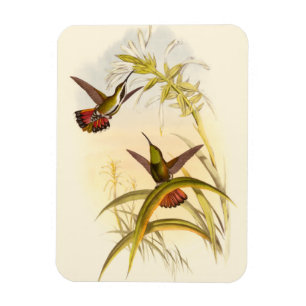 Zwei farbenfrohe Hummingbirds streben nach derselb Magnet