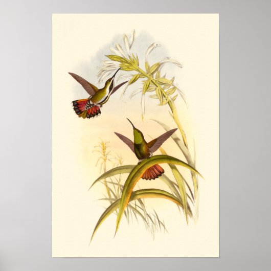 Zwei farbenfrohe Hummingbirds streben nach derselb Poster (Vorne)