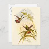 Zwei farbenfrohe Hummingbirds streben nach derselb Postkarte (Vorne/Hinten)