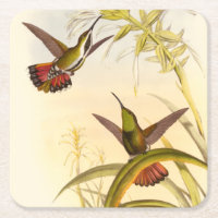 Zwei farbenfrohe Hummingbirds streben nach derselb