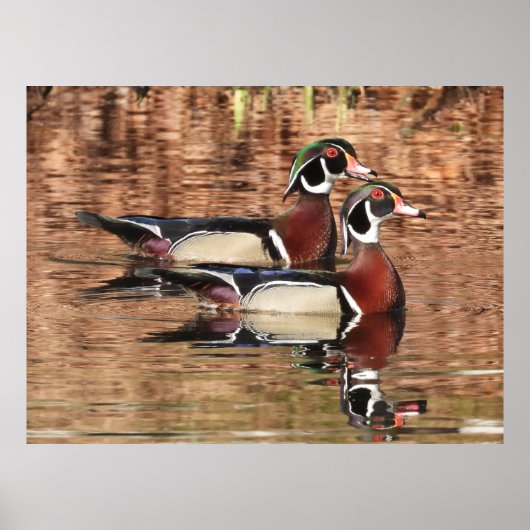 Zwei farbenfrohe männliche Holzenten schwimmen auf Poster (Vorne)