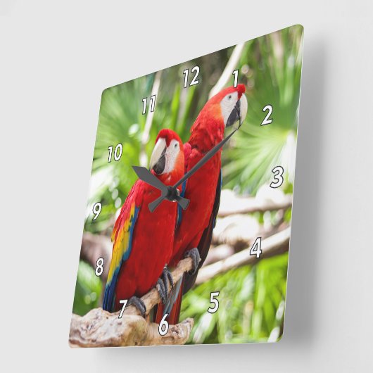 Zwei farbenfrohe Papageien auf einem Baumzweig Quadratische Wanduhr (Winkel)