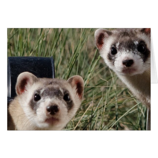 Zwei Ferrets (Vorderseite (Horizontal))