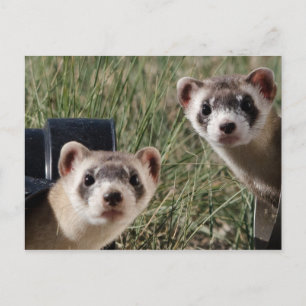Zwei Ferrets Postkarte