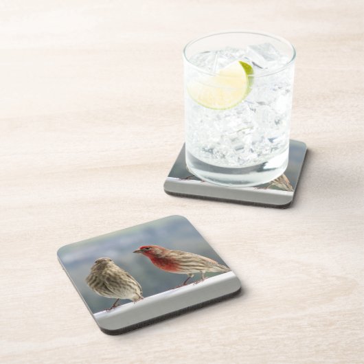 Zwei Finches flirten. Getränkeuntersetzer (Rechte Seite)