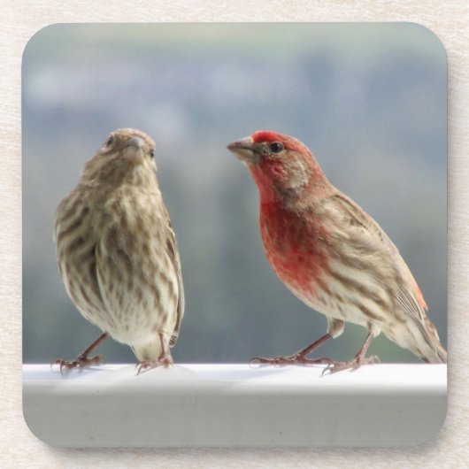 Zwei Finches flirten. Getränkeuntersetzer (Vorderseite)