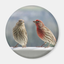 Zwei Finches flirten. Magnet