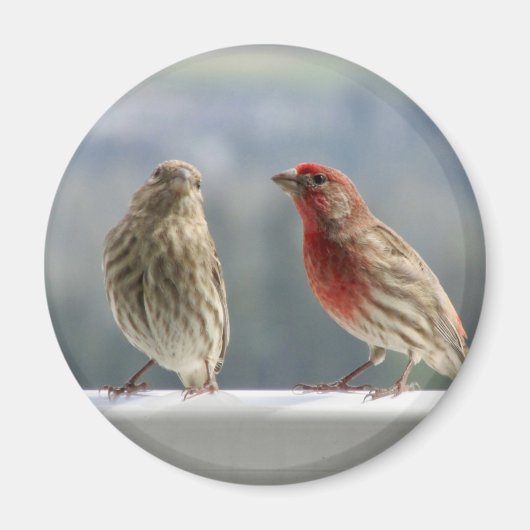 Zwei Finches flirten. Magnet (Vorne)