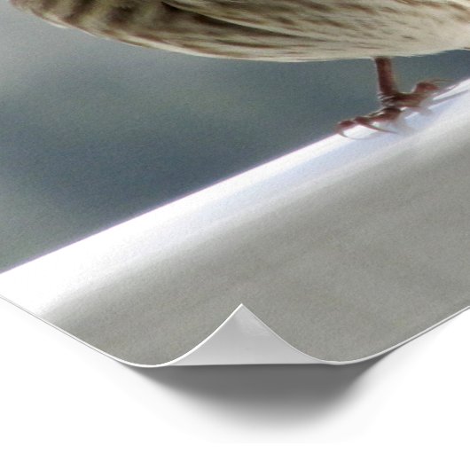 Zwei Finches flirten. Poster (Ecke)