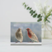 Zwei Finches flirten. Postkarte (Stehend Vorderseite)