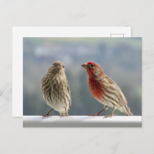 Zwei Finches flirten. Postkarte (Vorne/Hinten)
