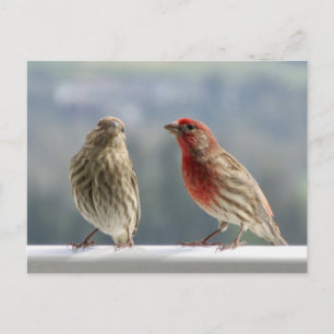 Zwei Finches flirten. Postkarte