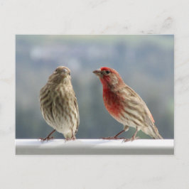 Zwei Finches flirten. Postkarte