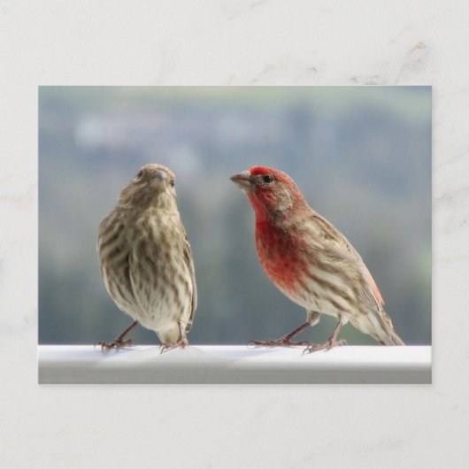 Zwei Finches flirten. Postkarte (Vorderseite)