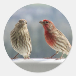 Zwei Finches flirten. Runder Aufkleber