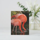Zwei Flamingos mit Kopf im Wasser Postkarte (Stehend Vorderseite)