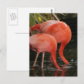 Zwei Flamingos mit Kopf im Wasser Postkarte (Vorne/Hinten)