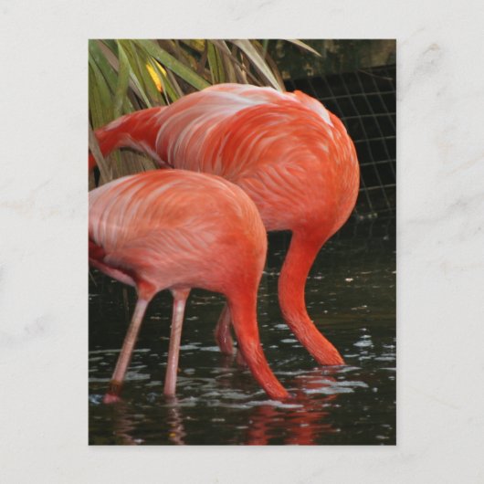 Zwei Flamingos mit Kopf im Wasser Postkarte (Vorderseite)