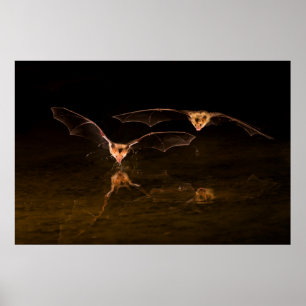 Zwei Fledermäuse fliegen über Wasser, Arizona Poster