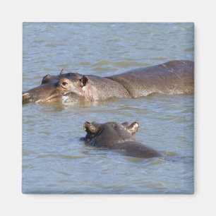Zwei Flusspferde in einem Fluss, Kruger Magnet