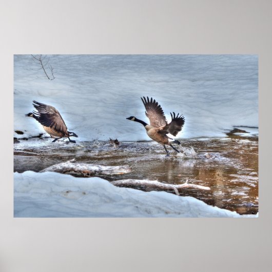 Zwei Flying Canada Gänse und Winter Pond Wildlife Poster (Vorne)