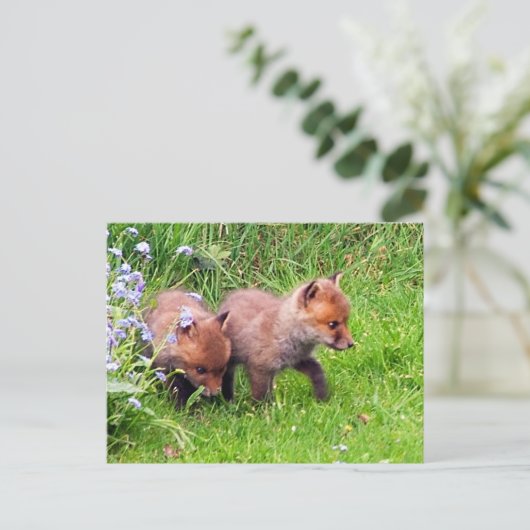 Zwei Fox Cubs Postkarte (Stehend Vorderseite)