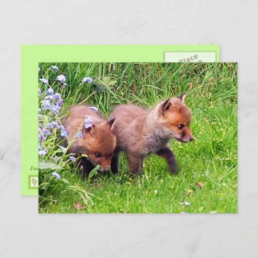 Zwei Fox Cubs Postkarte (Vorne/Hinten)