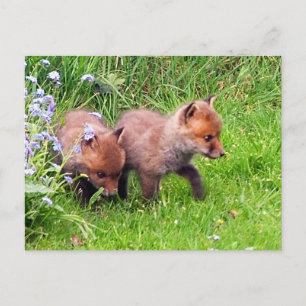 Zwei Fox Cubs Postkarte