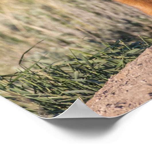 Zwei Fox Kits Poster (Ecke)