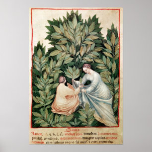 Zwei Frauen, die Salbei, von 'Tacuinum auswählen Poster