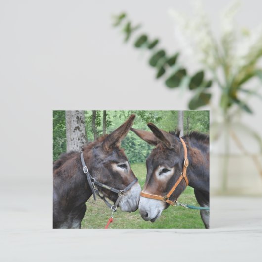Zwei freundliche Esel Postkarte (Stehend Vorderseite)