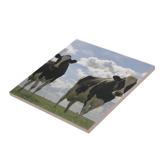 Zwei friesische Kühe Fliese (Seite)