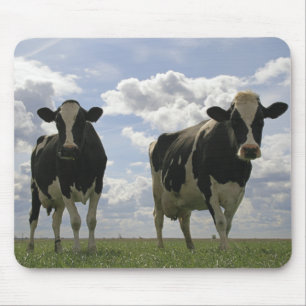 Zwei friesische Kühe Mousepad