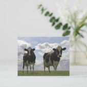 Zwei Friesische Kühe Postkarte (Stehend Vorderseite)
