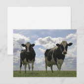 Zwei Friesische Kühe Postkarte (Vorne/Hinten)
