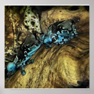 zwei Frösche drucken Poster