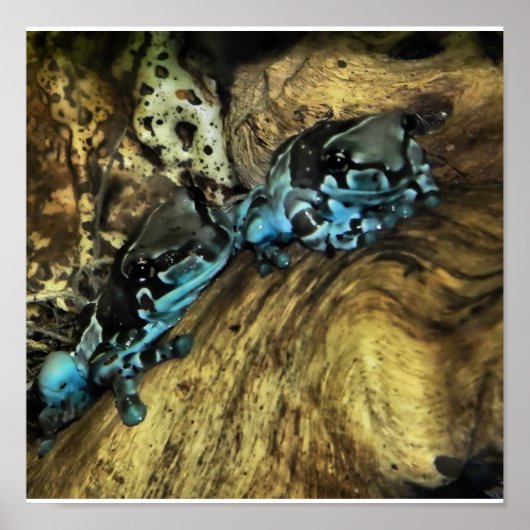 zwei Frösche drucken Poster (Vorne)