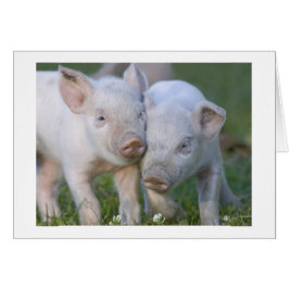 Zwei fruchtbare Weißferkel