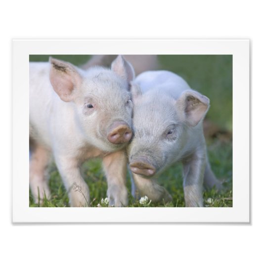 Zwei fruchtbare Weißferkel Fotodruck (Vorne)