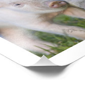 Zwei fruchtbare Weißferkel Fotodruck (Ecke)