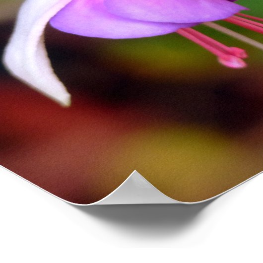 Zwei Fuschia-Blume Poster (Ecke)