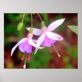 Zwei Fuschia-Blume Poster