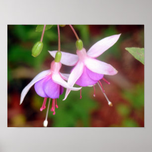 Zwei Fuschia-Blume Poster