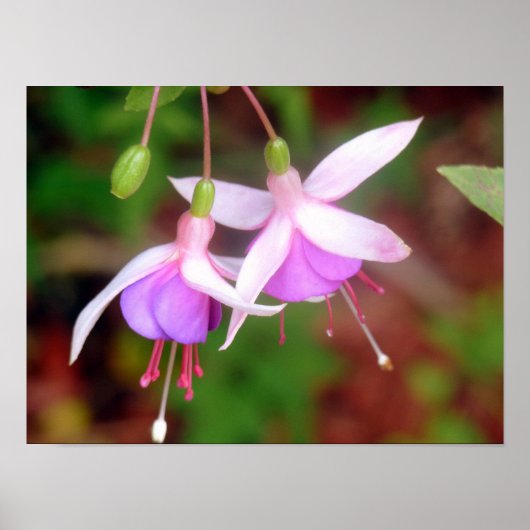 Zwei Fuschia-Blume Poster (Vorne)
