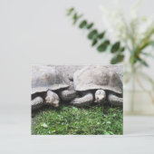 Zwei fütternd Schildkröten Postkarte (Stehend Vorderseite)