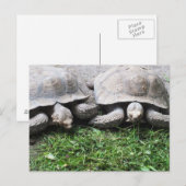 Zwei fütternd Schildkröten Postkarte (Vorne/Hinten)