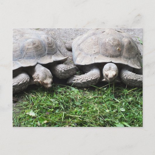 Zwei fütternd Schildkröten Postkarte (Vorderseite)