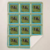 zwei Galloway Calves, Sherpadecke (Vorderseite)